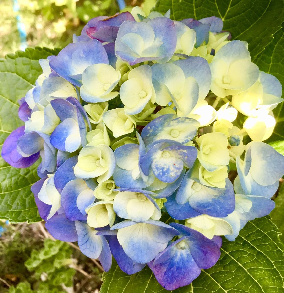 紫陽花の花色の変化