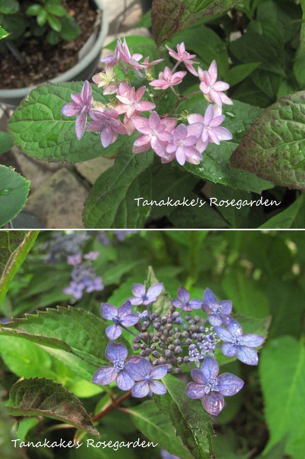 紫陽花の季節