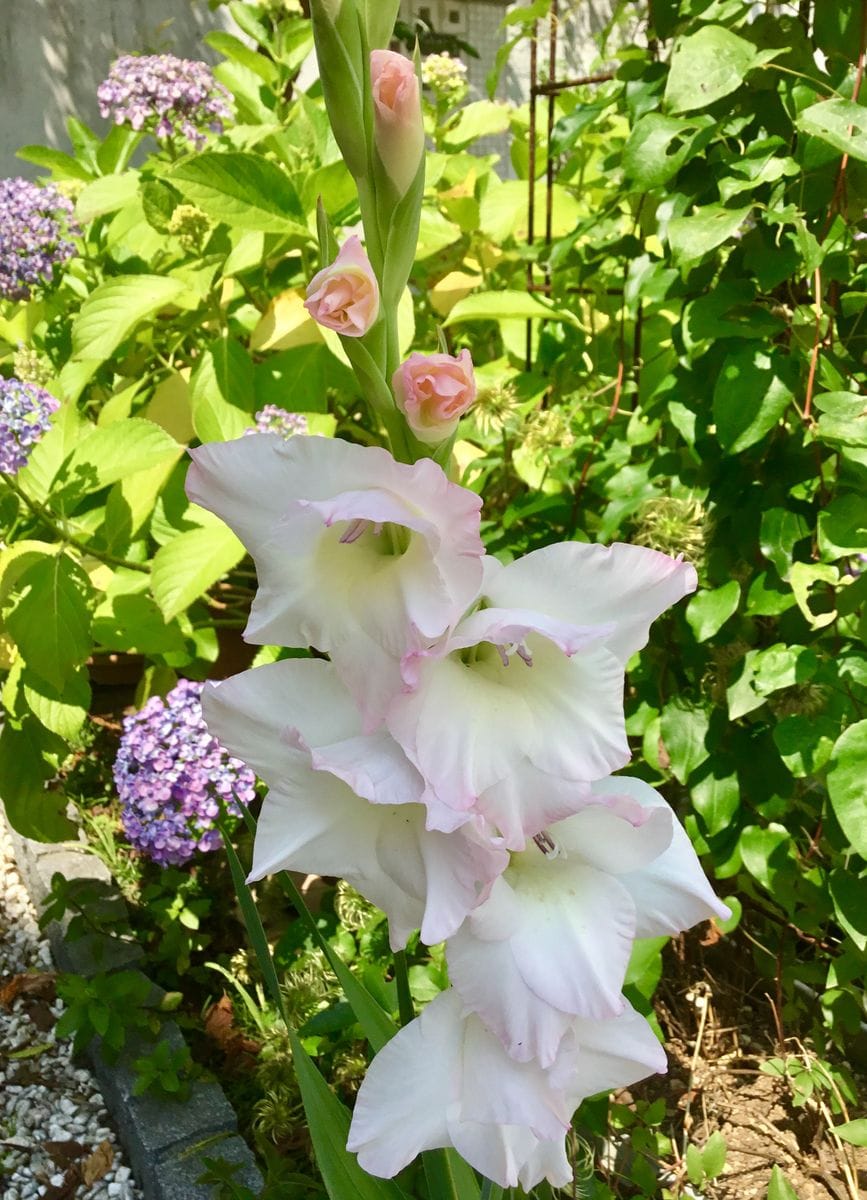 初夏の花