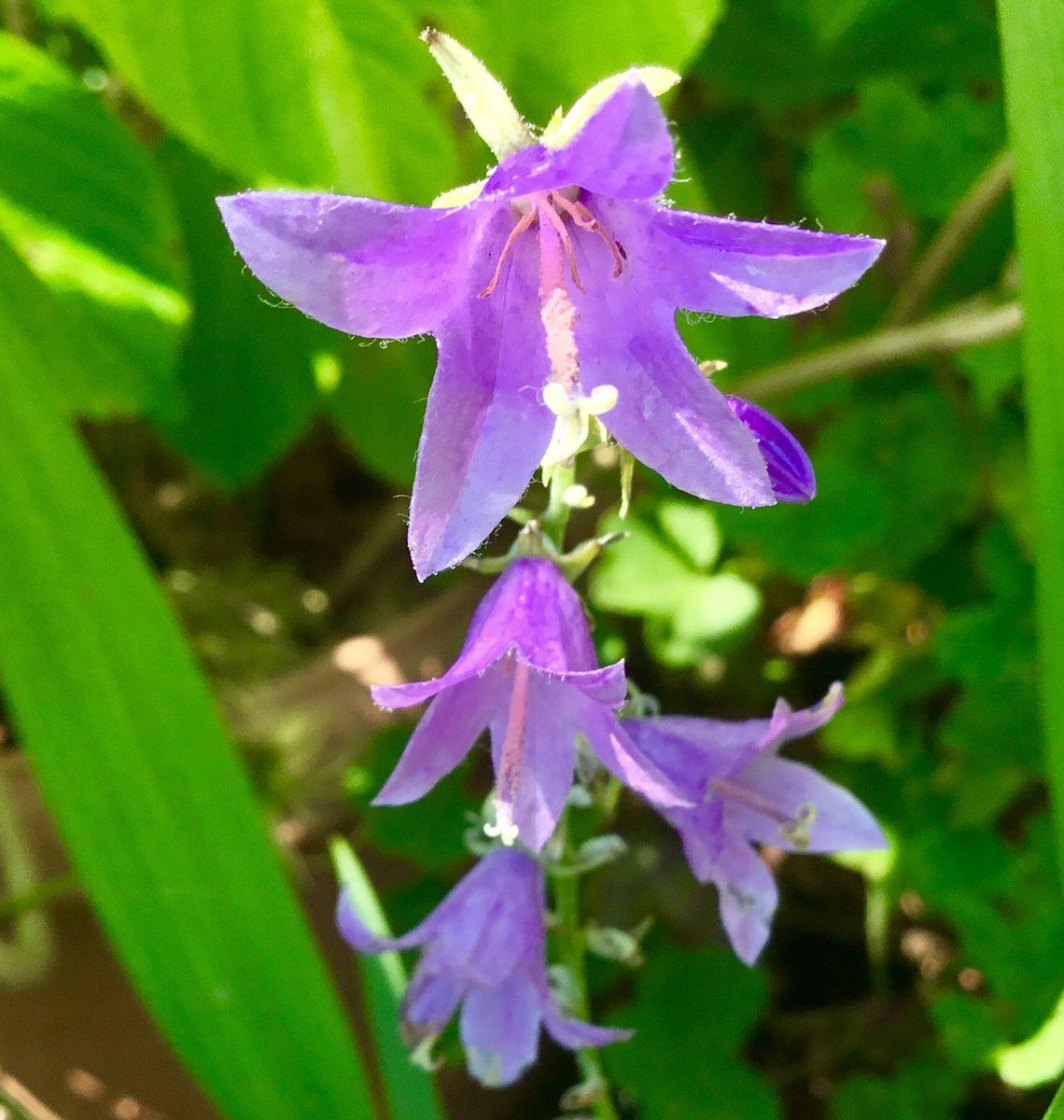 初夏の花