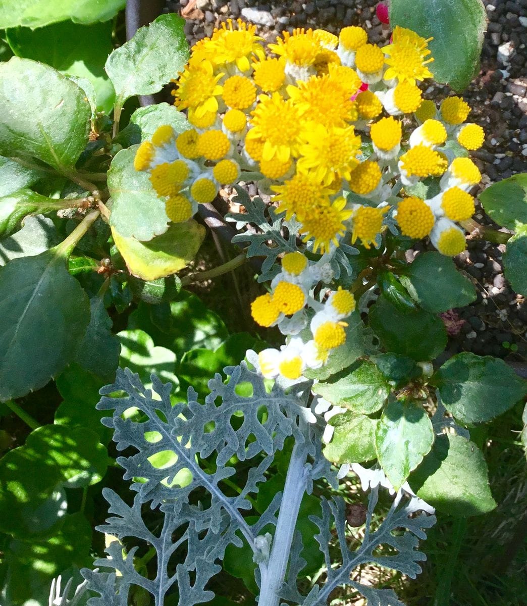 初夏の花