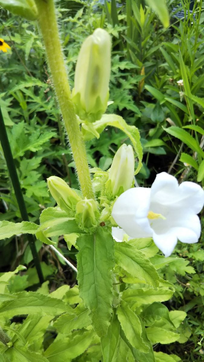 カンパニュラの二番花