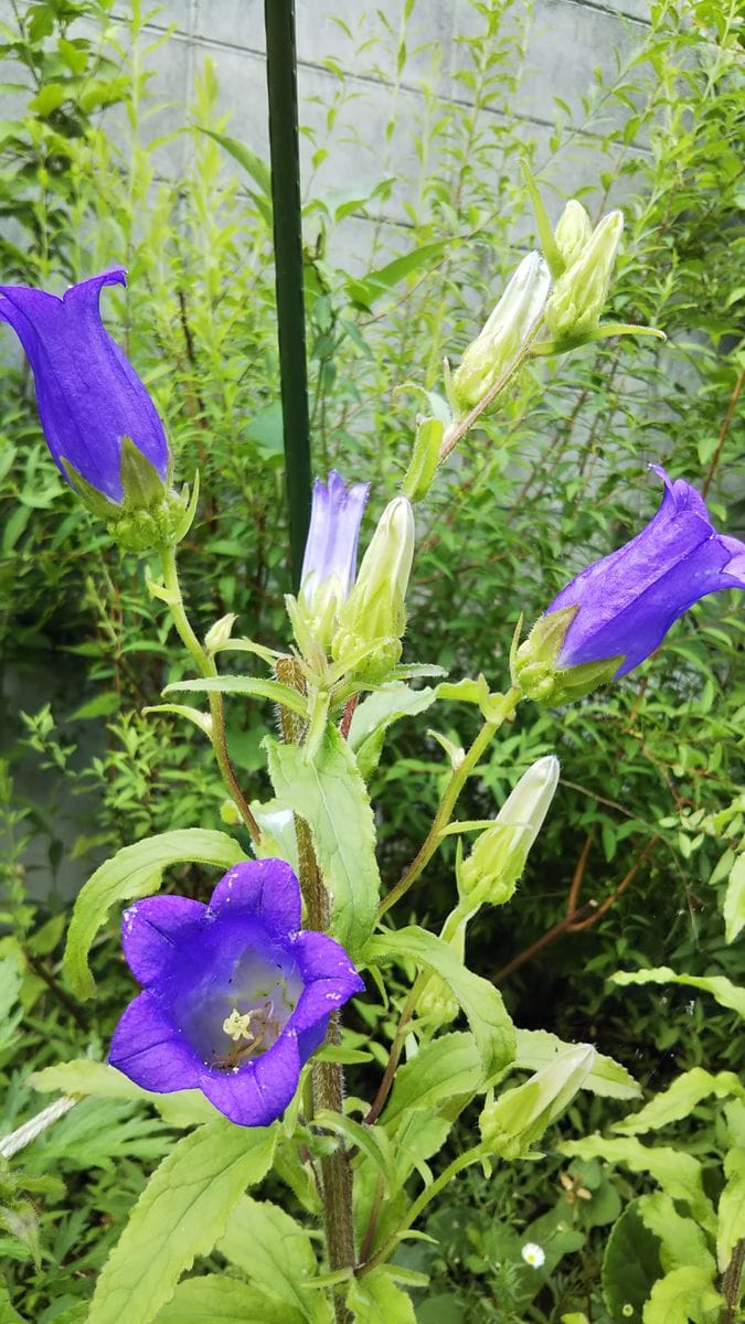 カンパニュラの二番花