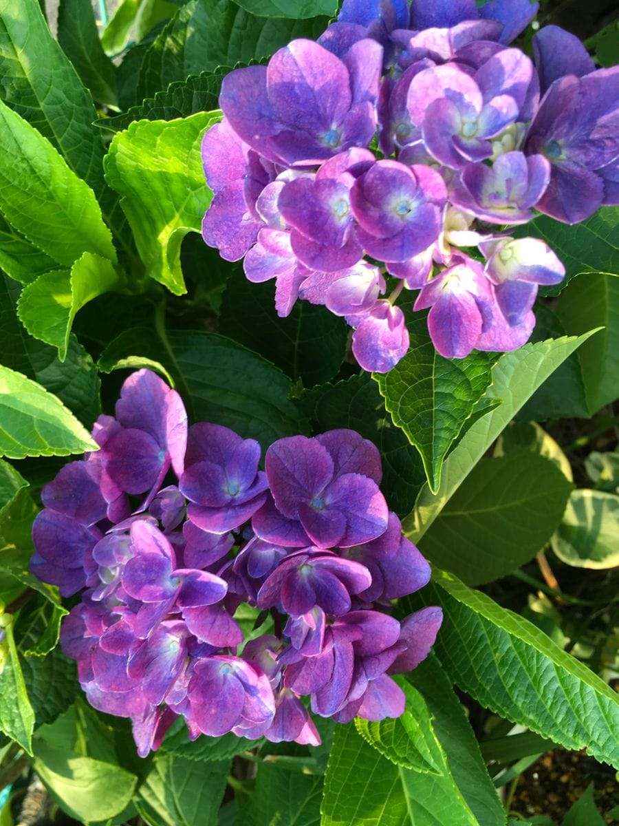 同じ紫陽花に見えますが