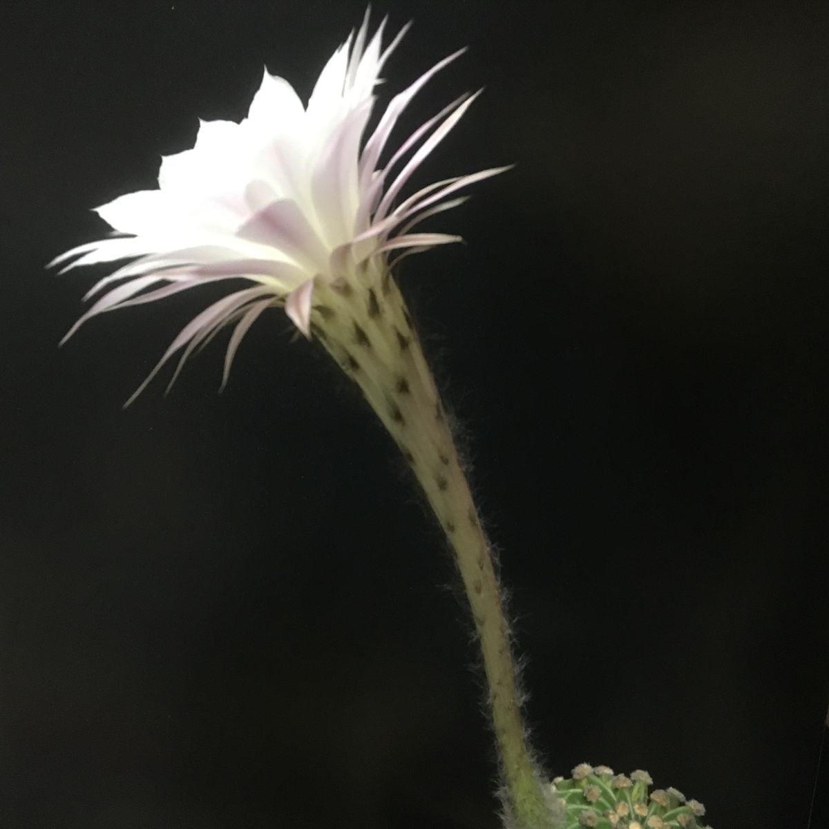 🌎「世界の図」開花🌸