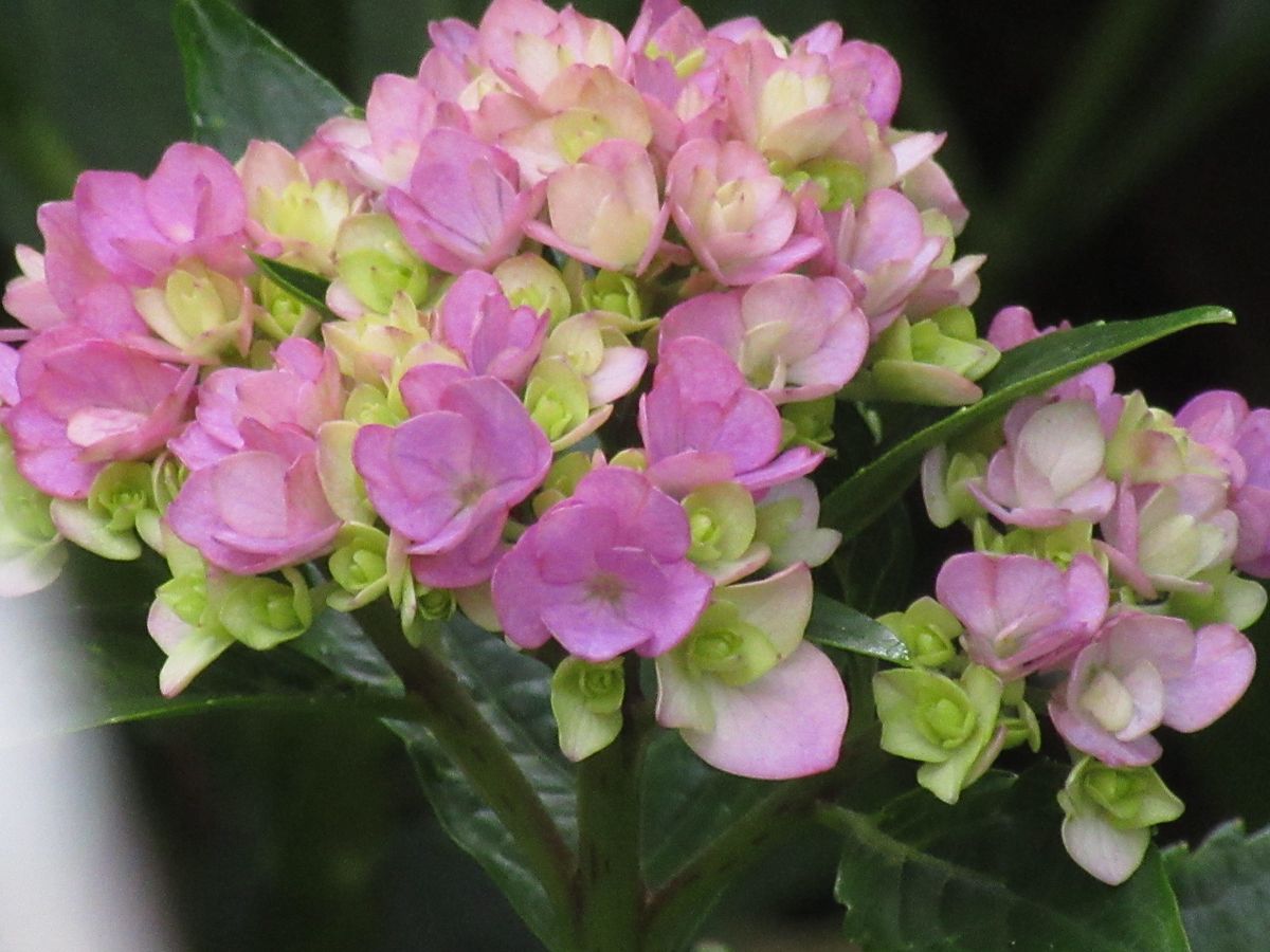 由愛(ゆめ)の花日記♪