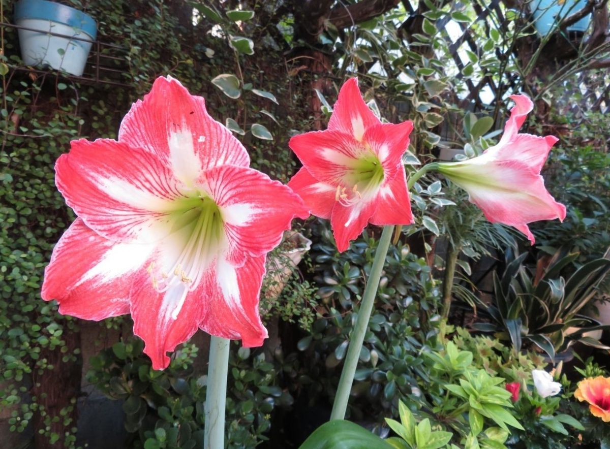 🌺アマリリスの花３トリオ🌺