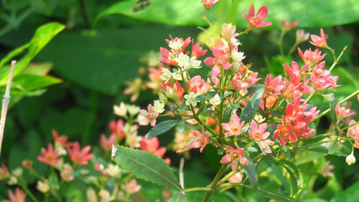 白い花に赤く変化するガク