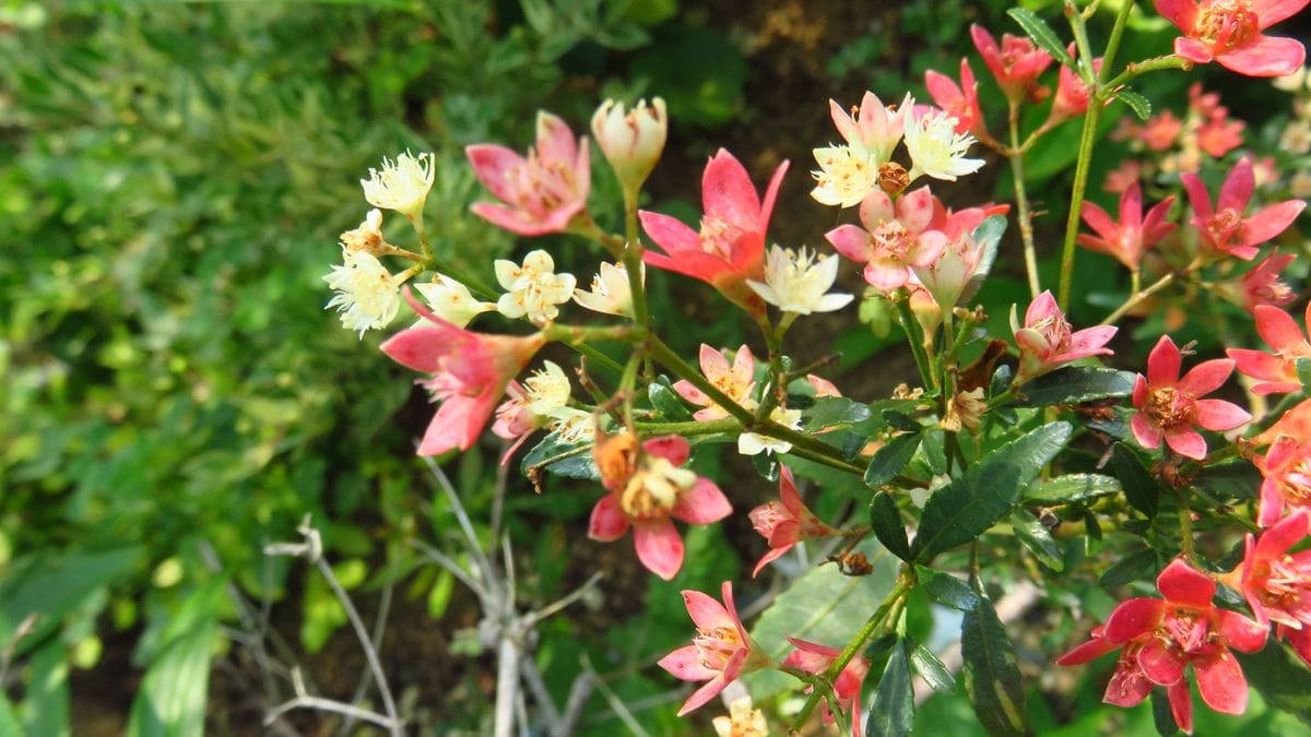 白い花に赤く変化するガク