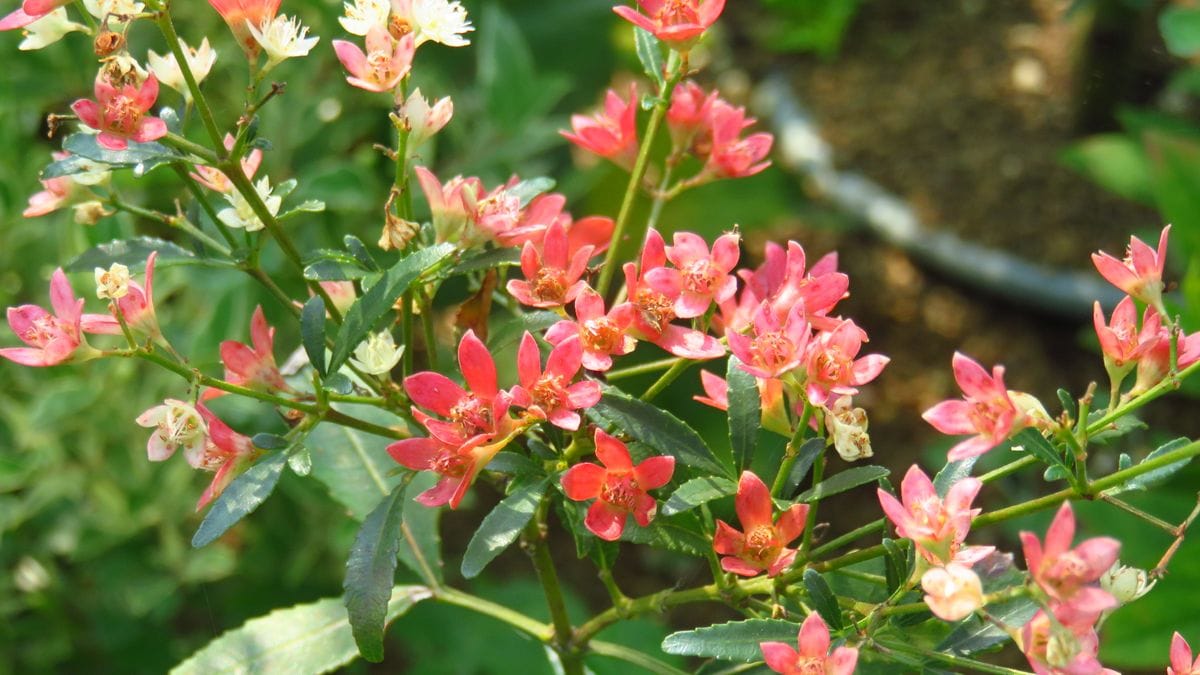 白い花に赤く変化するガク