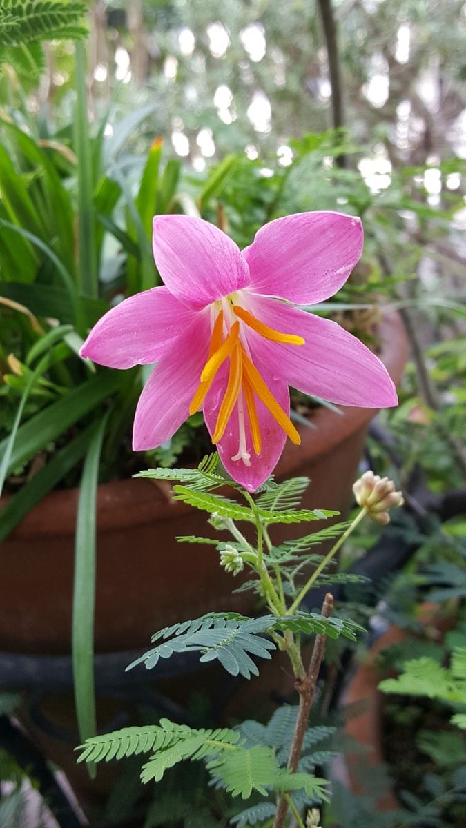 ふくおかルーバルガーデン2～庭便り❗ゼフイランサスの花💠が今年も咲きました。