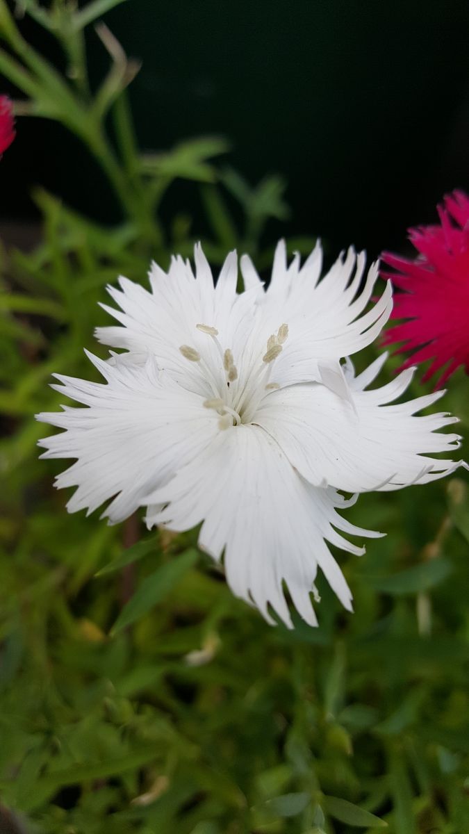 ふくおかルーバルガーデン2～庭便り❗ゼフイランサスの花💠が今年も咲きました。