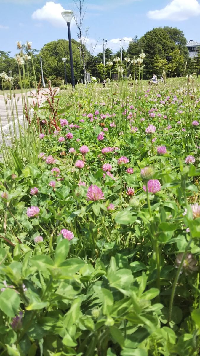 公園の野草たち