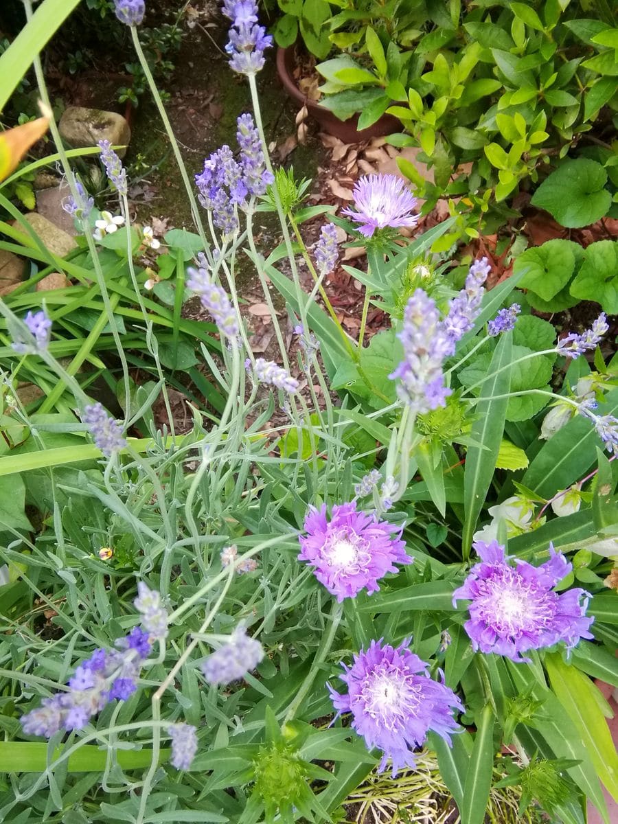 タイサンボクの花