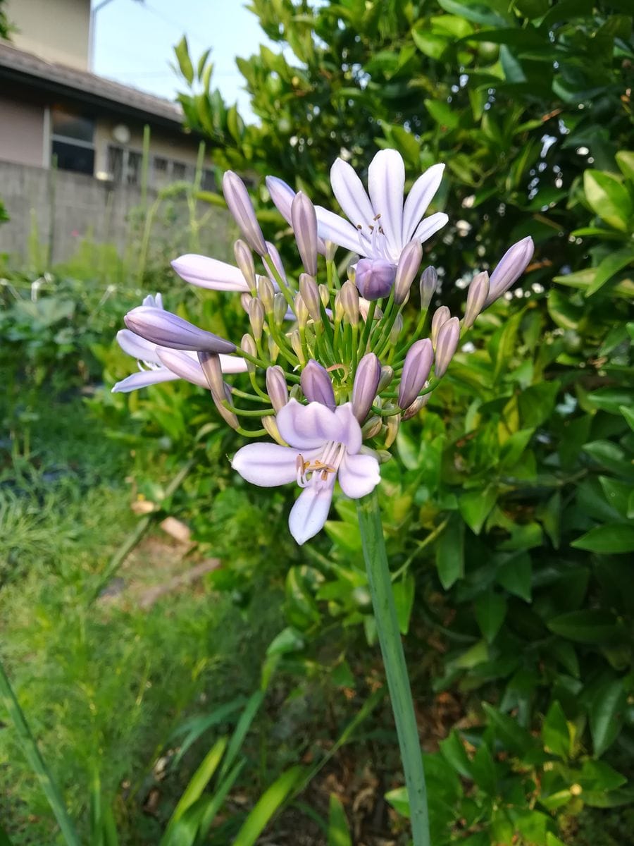 アガパンサス開花しました。