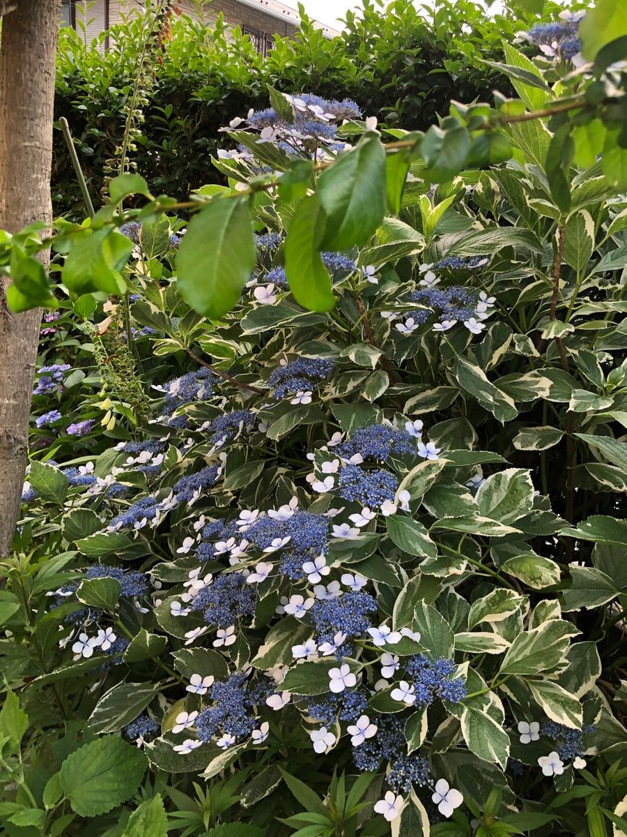 紫陽花とゲラニウム