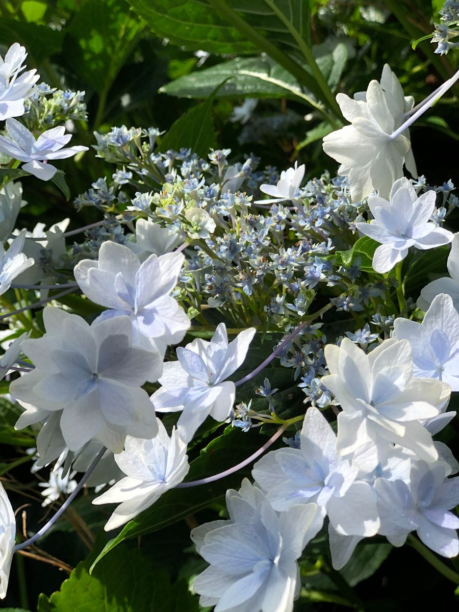 紫陽花とゲラニウム