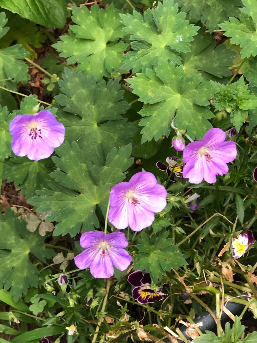 紫陽花とゲラニウム