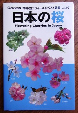 日本の桜