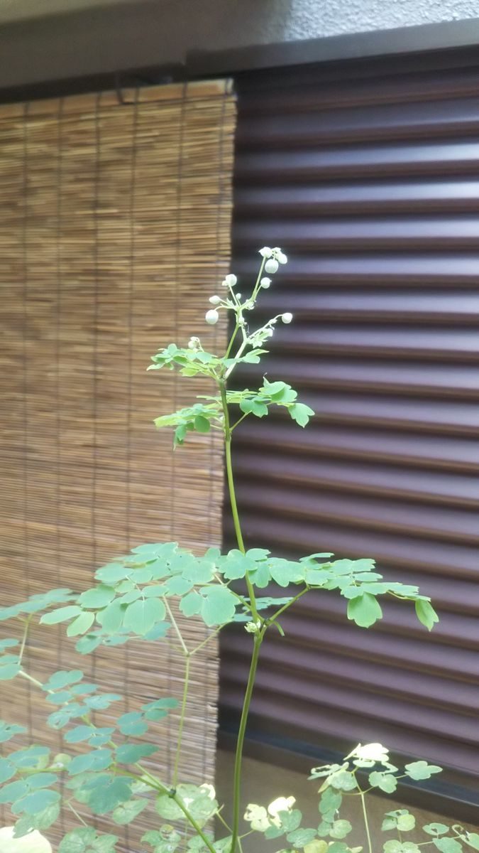 ６月の花達、山野草