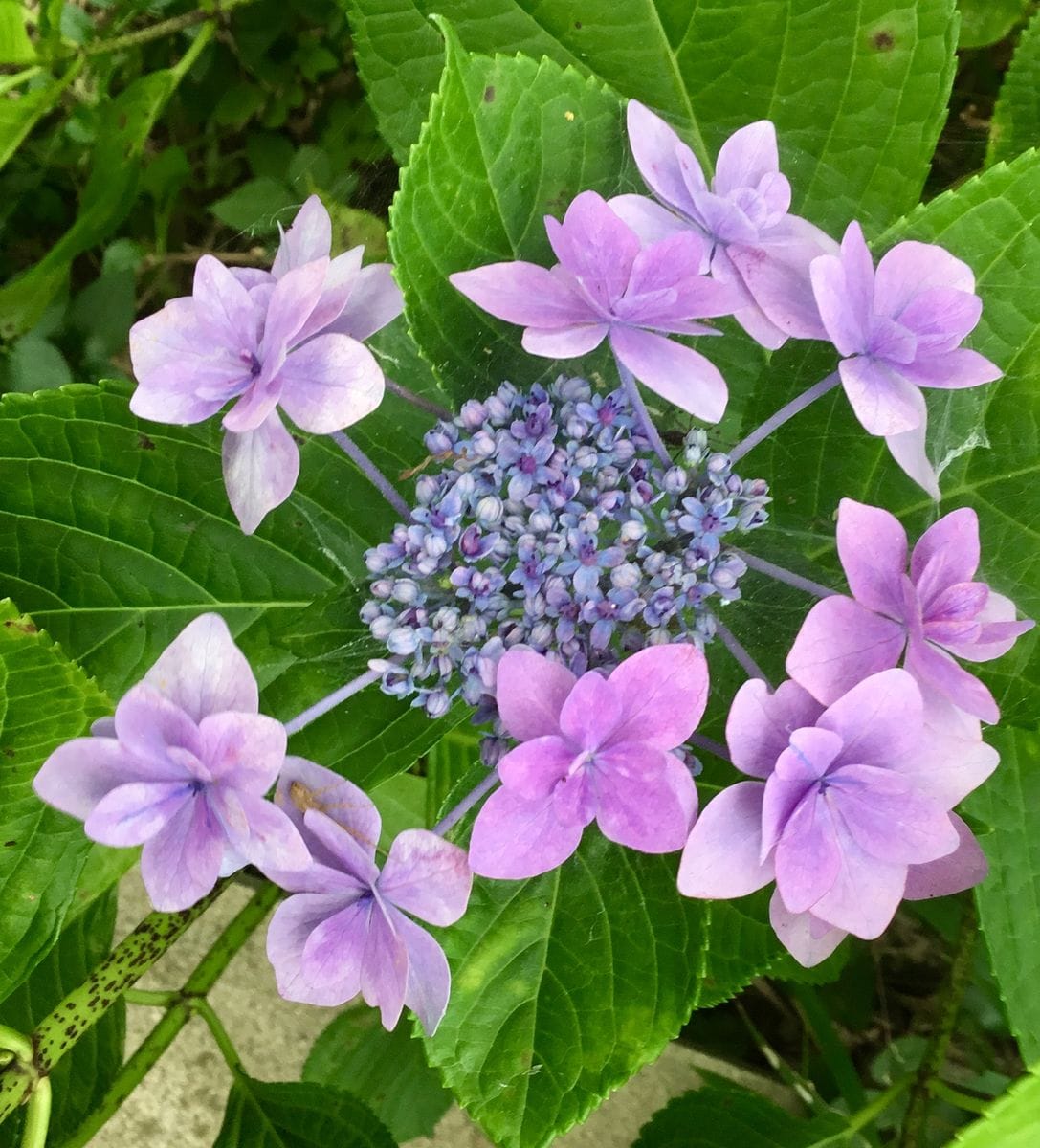 満開の紫陽花