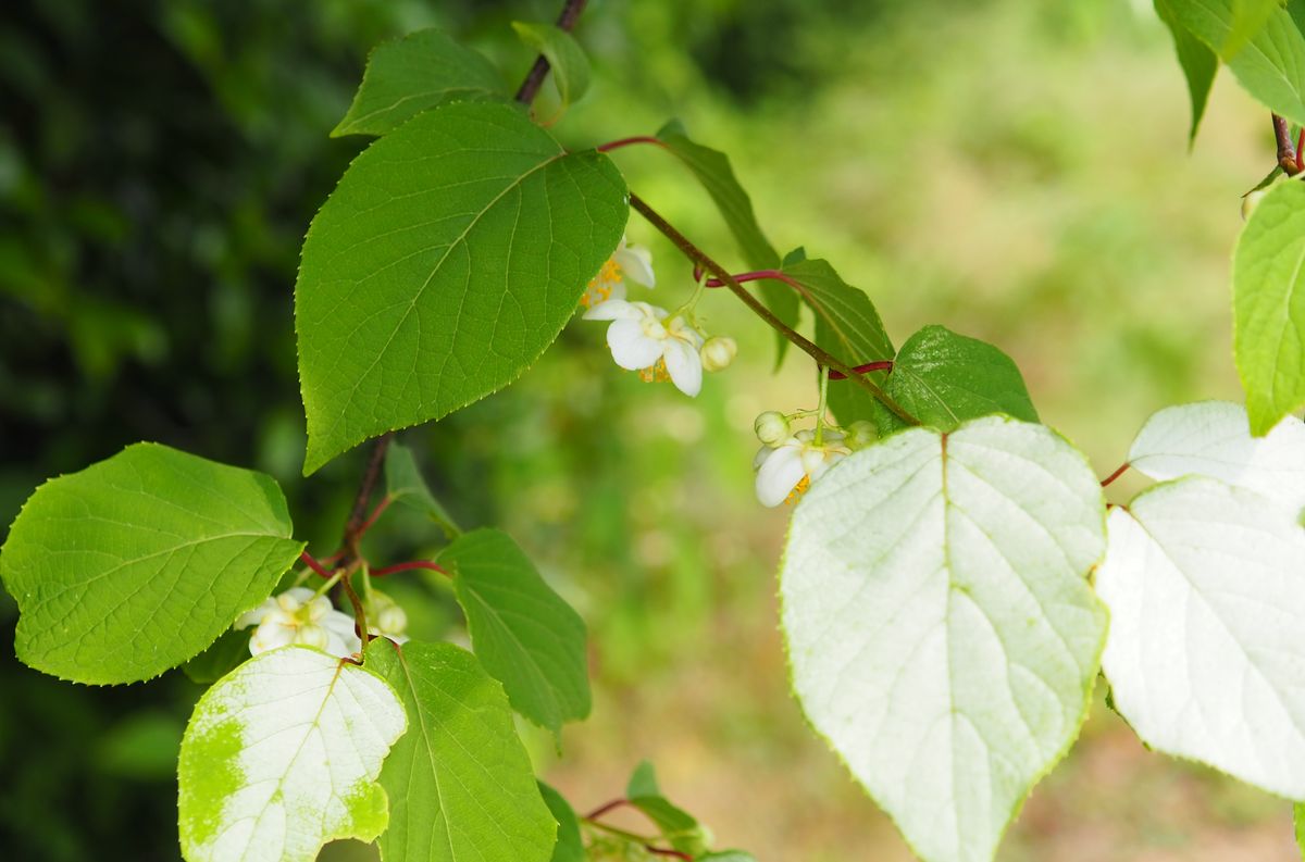 テリハノイバラとマタタビの花