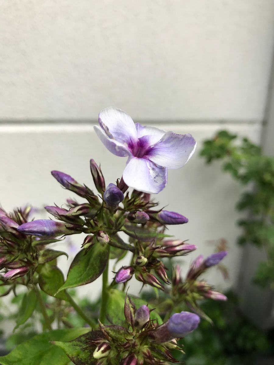 涼し気なお花達