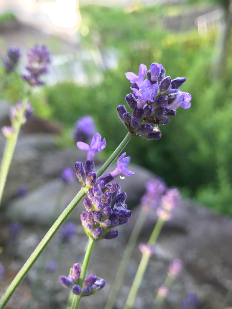 涼し気なお花達