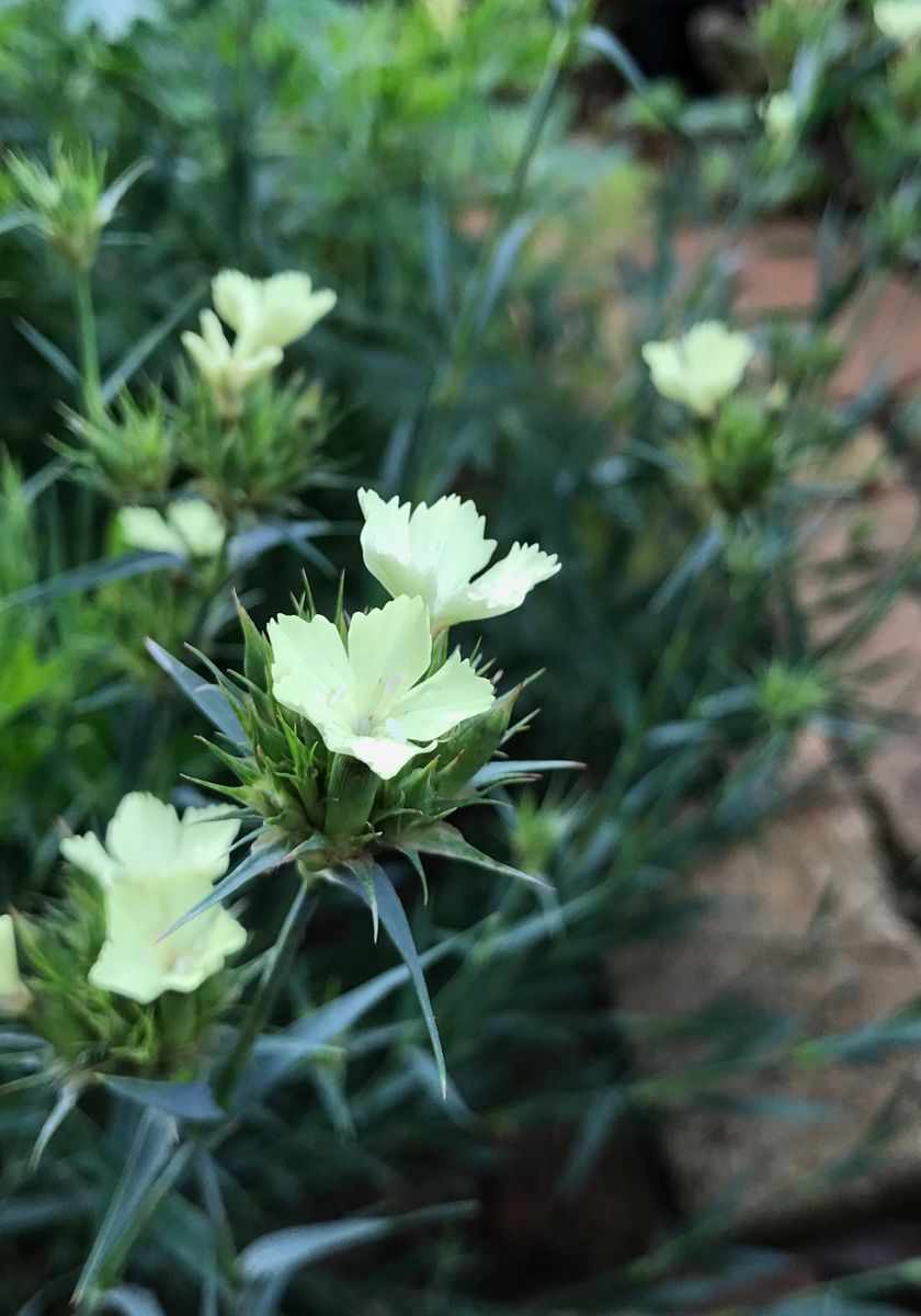 涼し気なお花達