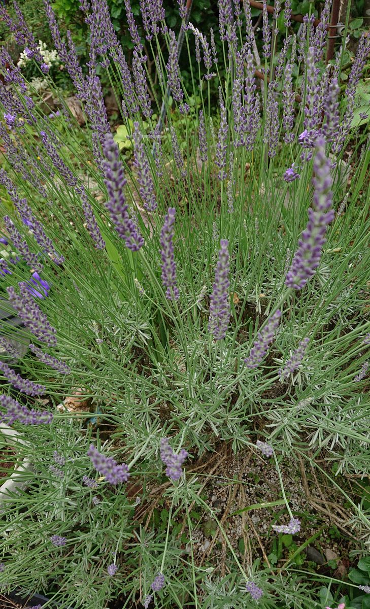 チェッカーベリーの花が咲きました