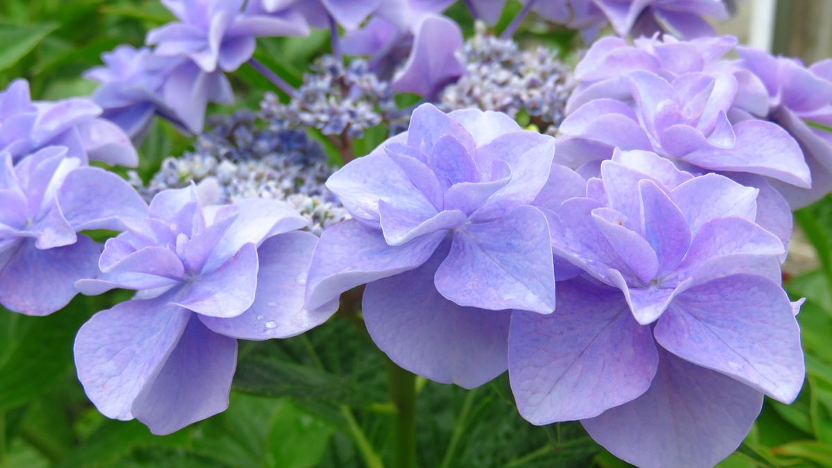 綺麗＼(^o^)／青紫のコサージュ