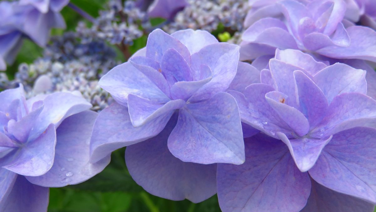 綺麗＼(^o^)／青紫のコサージュ