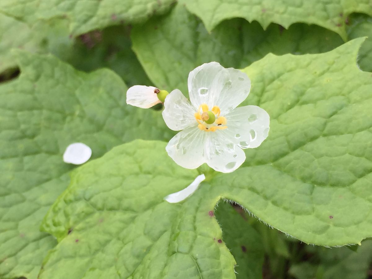 開園直後の花