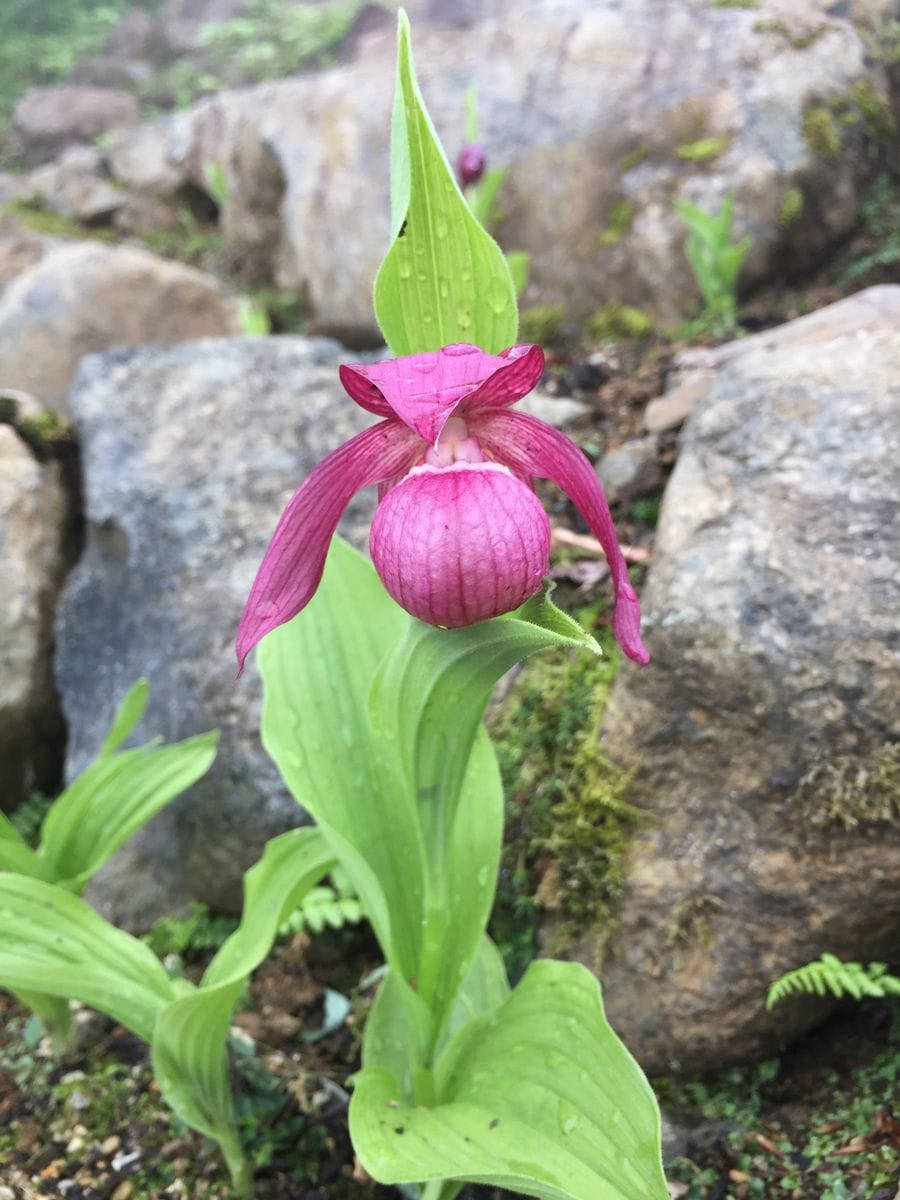 開園直後の花