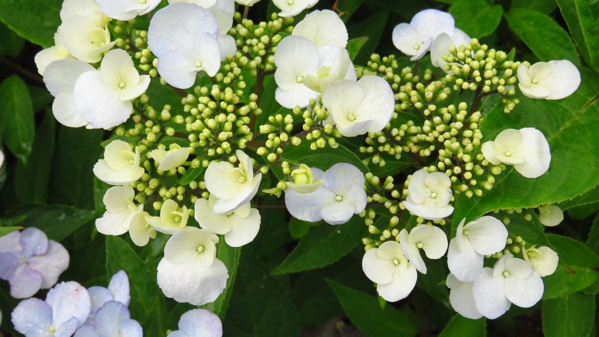 花期の長さナンバーワン