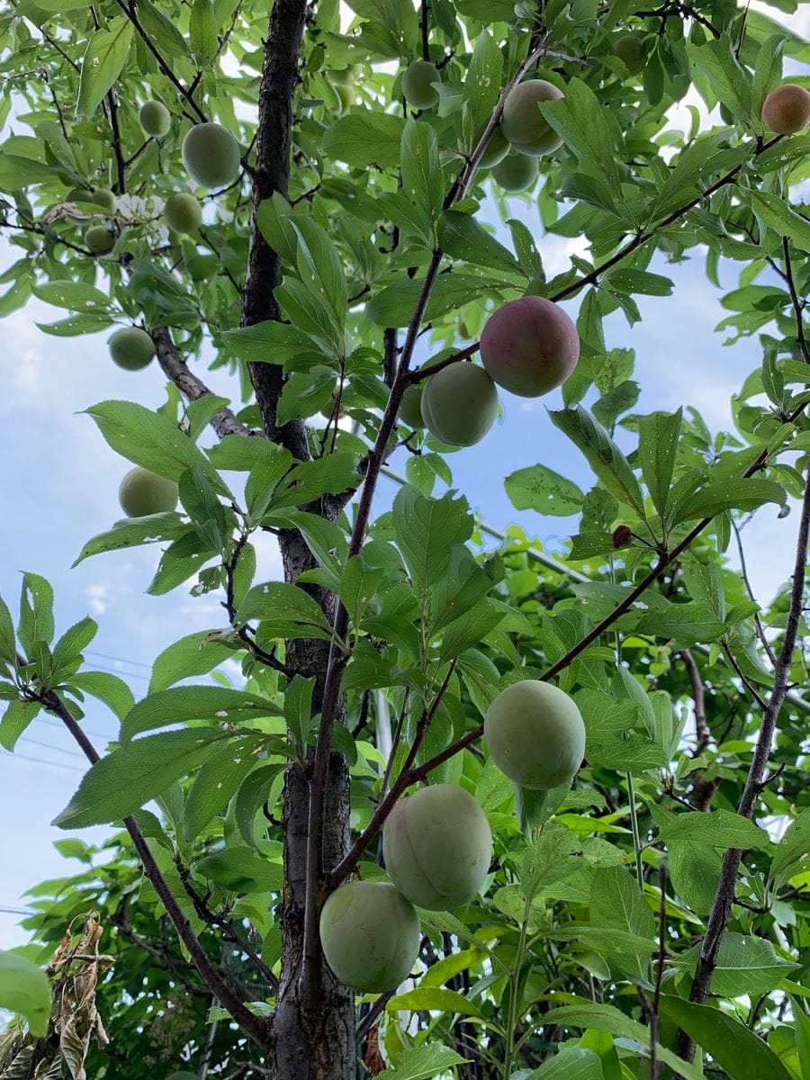 すももと初オベリスク