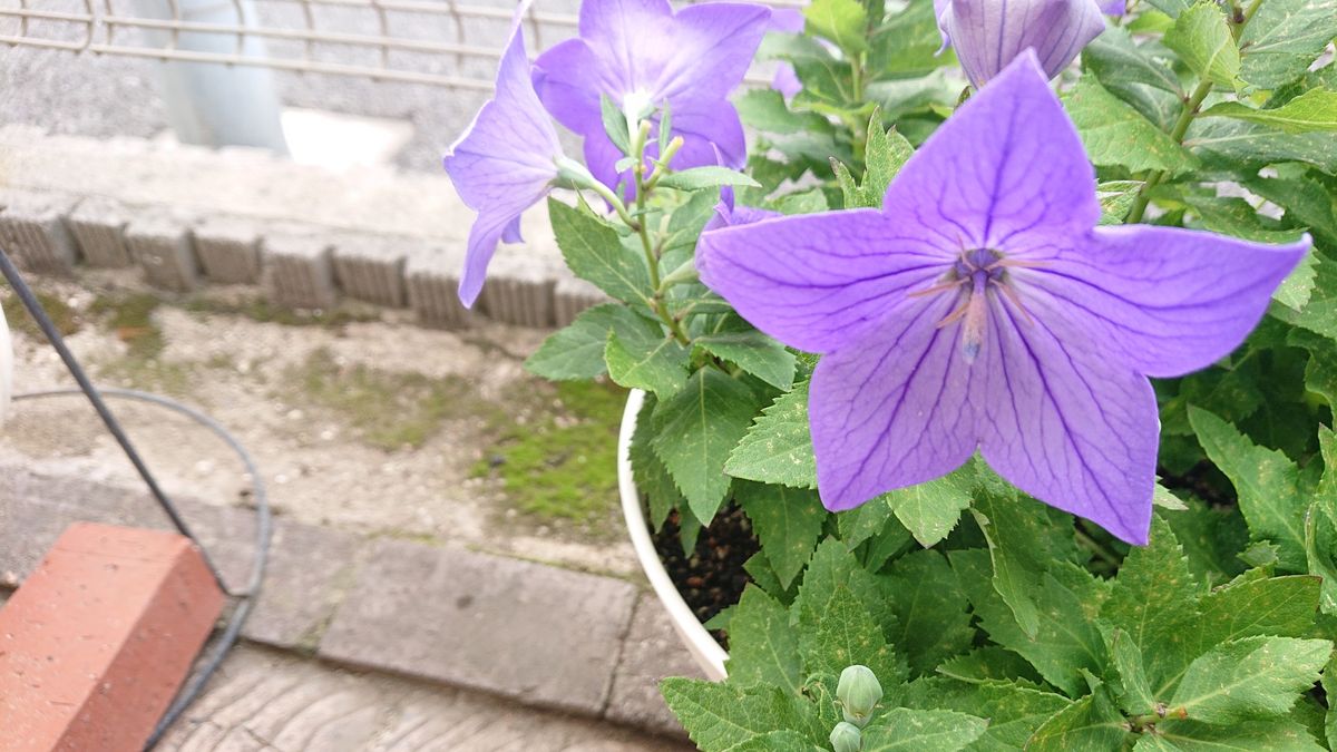 初夏の華々