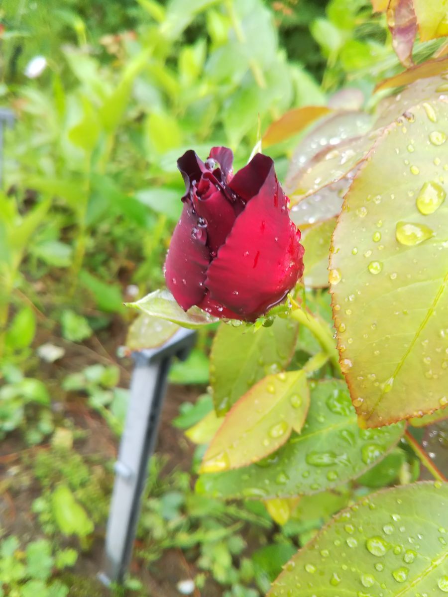 令和元年初夏の庭 雨の日