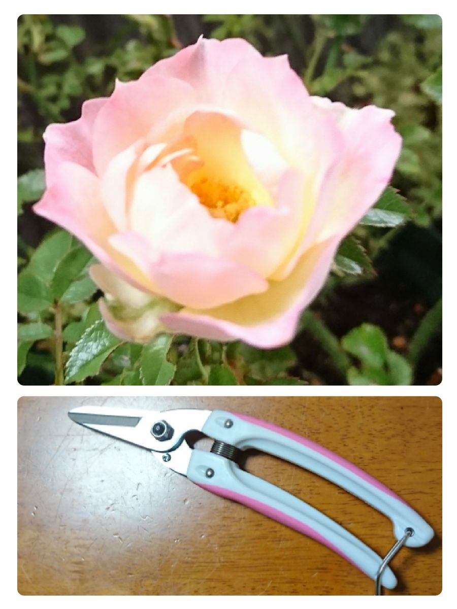 当選👏バラさん🌹用✂️にします(*´∀`)♪