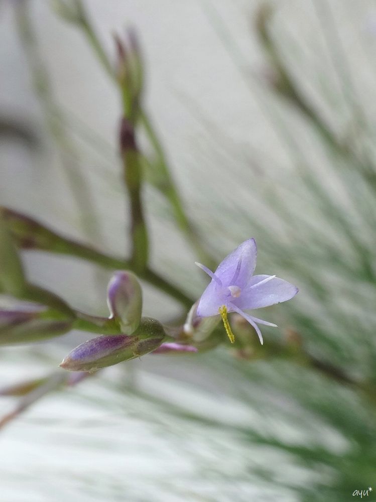 初めての花写真…！？