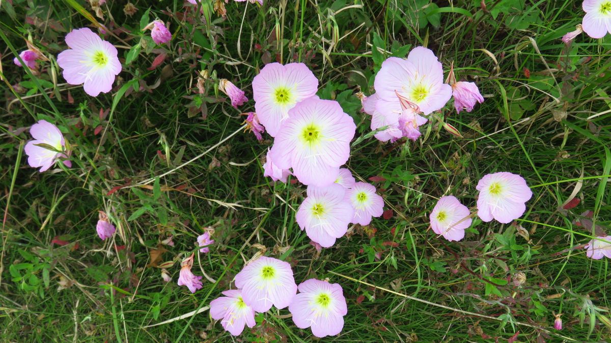 お花見散歩ー昼咲き月見草