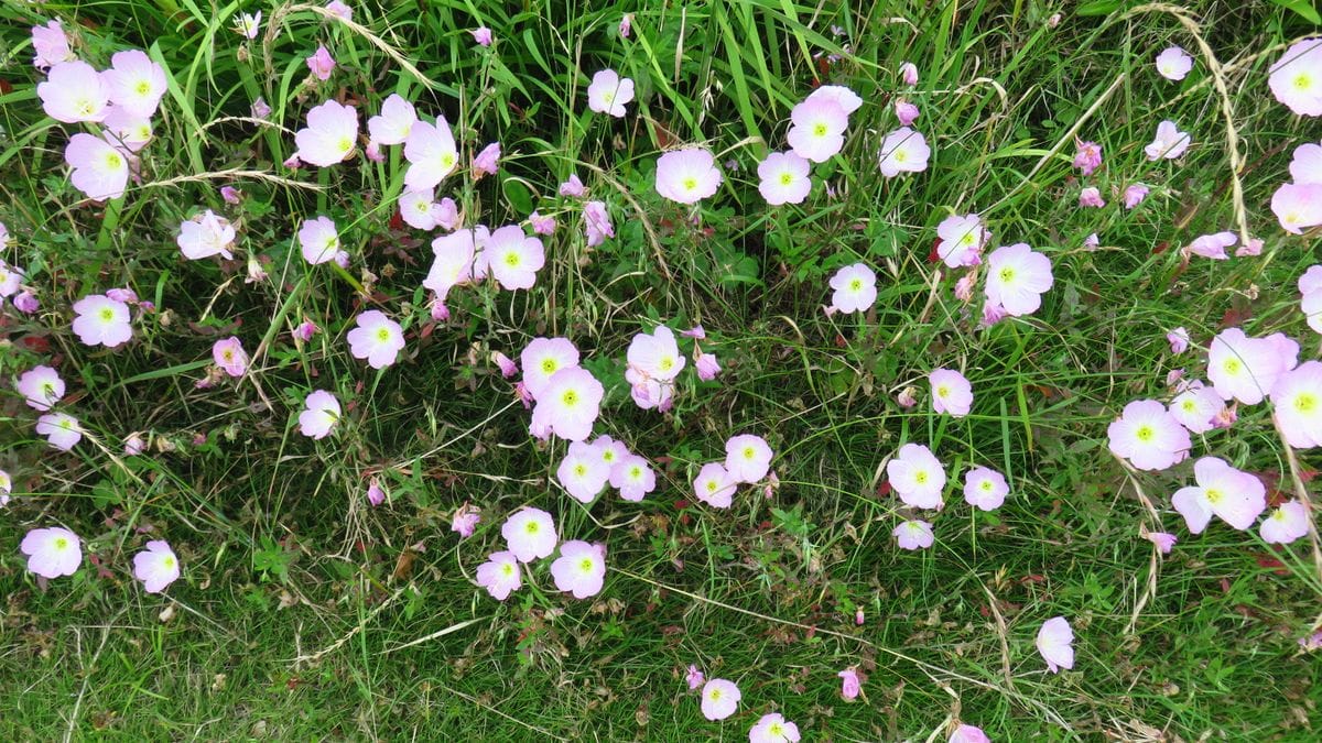 お花見散歩ー昼咲き月見草