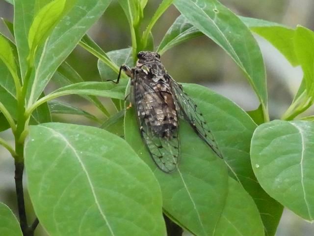 「植物観察会」