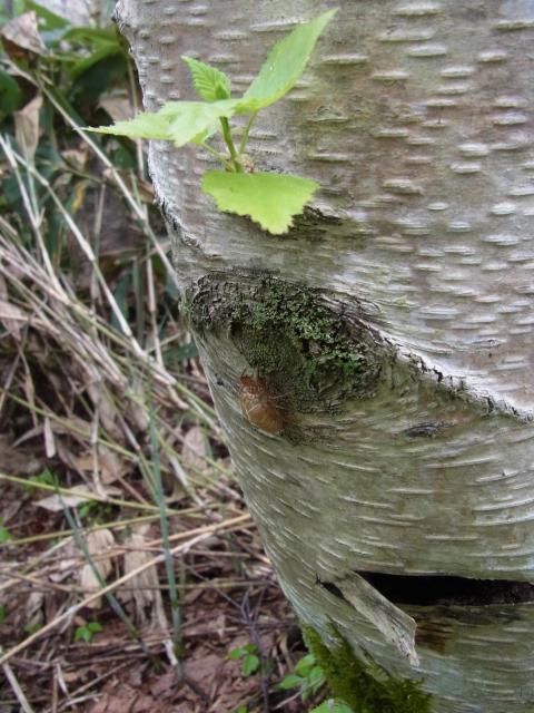 「植物観察会」