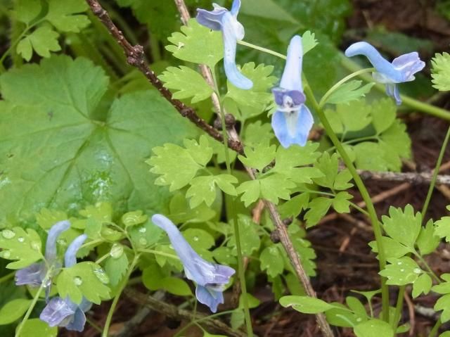 「植物観察会」