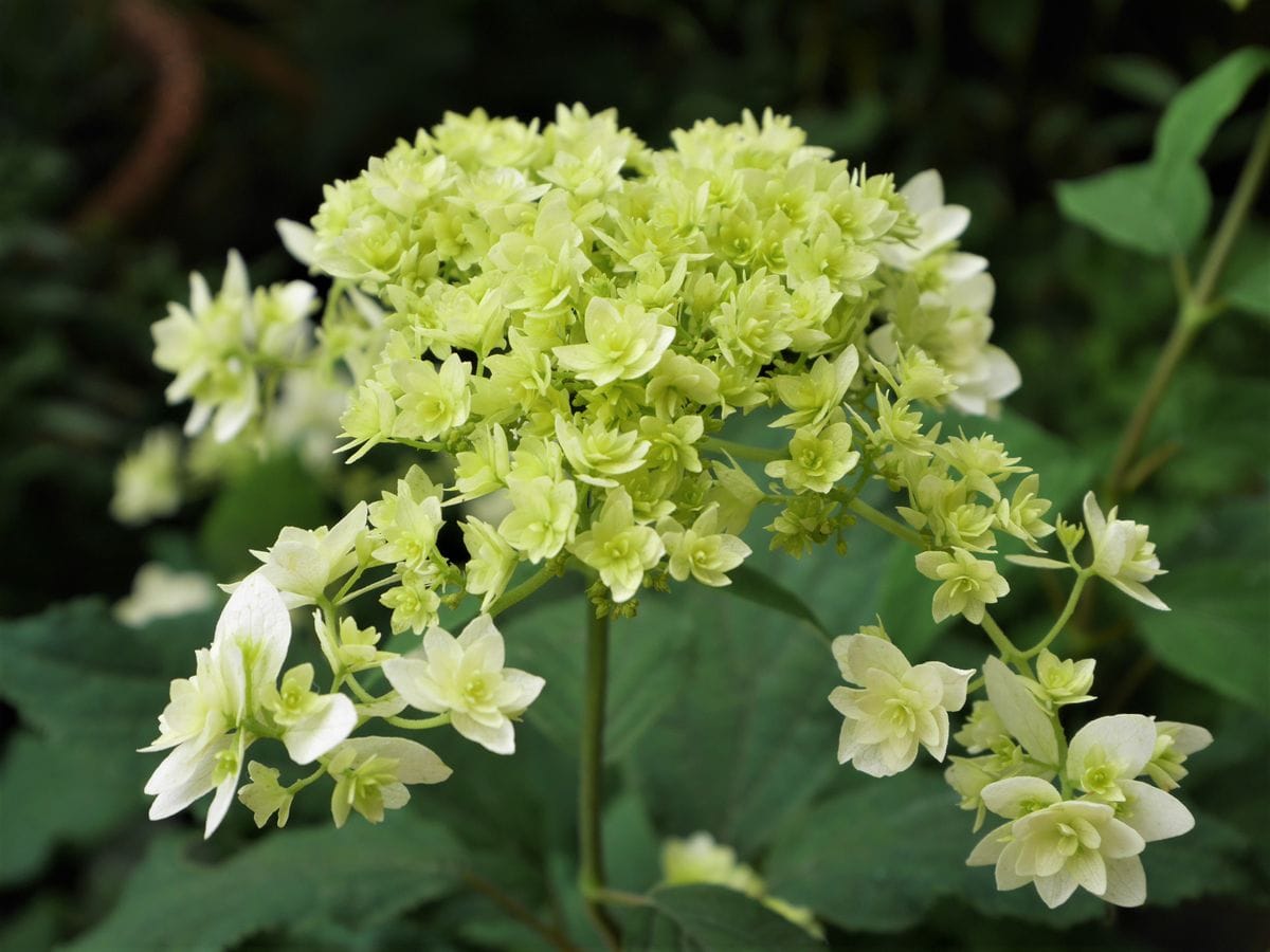 ♡ 紫陽花と薔薇 ♡