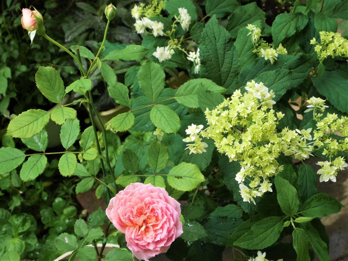 ♡ 紫陽花と薔薇 ♡