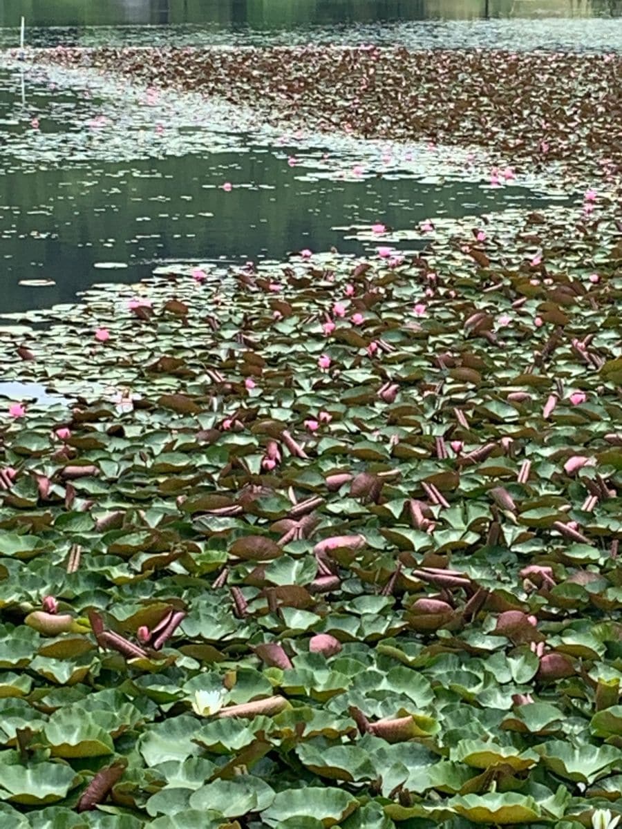 旅行先の花たち(＾ν＾)❁❀✿✾