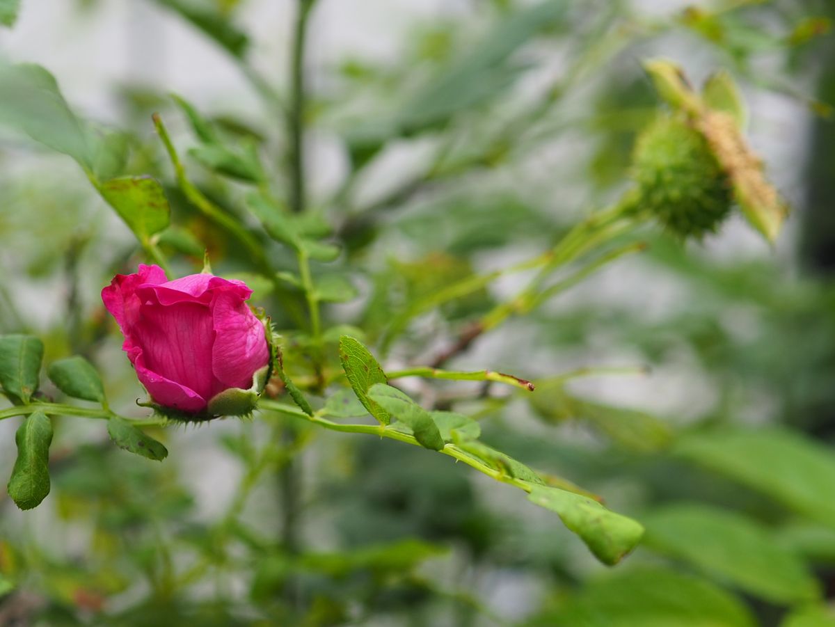 三つ目の花は、レア？