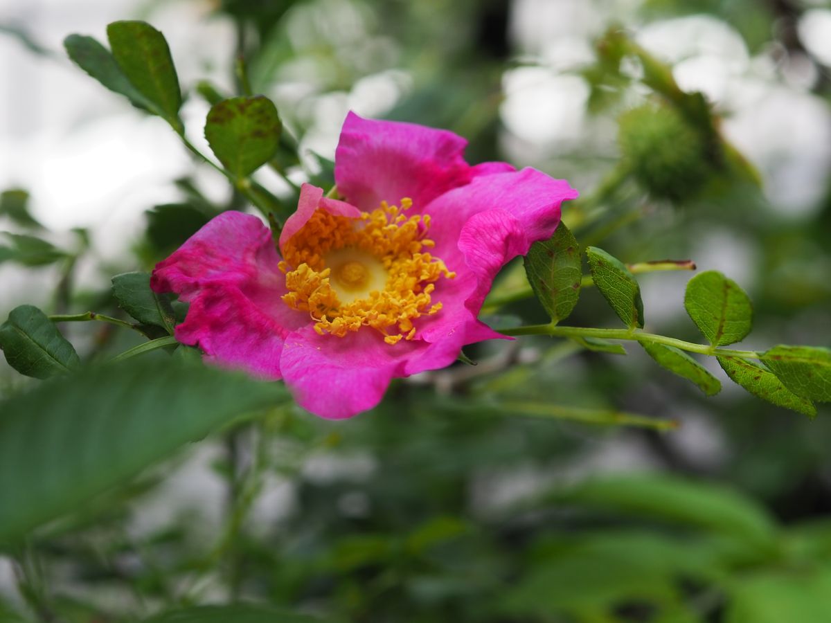 三つ目の花は、レア？